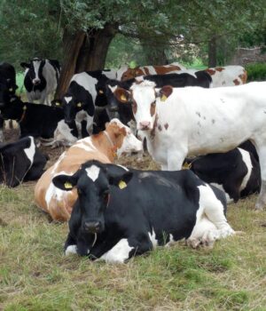 “Прорвався-через-кордон”:-у-Китаї-виявили-перші-випадки-ящуру,-на-який-не-діє-вакцина “Прорвався-через-кордон”:-у-Китаї-виявили-перші-випадки-ящуру,-на-який-не-діє-вакцина