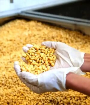 Збитків-на-193-тисячі:-волинянку-зобов’язали-заплатити-за-посів-сої-на-чужій-землі Збитків-на-193-тисячі:-волинянку-зобов’язали-заплатити-за-посів-сої-на-чужій-землі