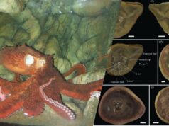 Найдавніший восьминіг з книги Гіннеса виявився не тим, ким його вважали Найдавніший-восьминіг-з-книги-Гіннеса-виявився-не-тим,-ким-його-вважали