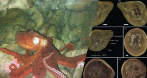 Найдавніший восьминіг з книги Гіннеса виявився не тим, ким його вважали Найдавніший-восьминіг-з-книги-Гіннеса-виявився-не-тим,-ким-його-вважали