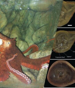 Найдавніший-восьминіг-з-книги-Гіннеса-виявився-не-тим,-ким-його-вважали Найдавніший-восьминіг-з-книги-Гіннеса-виявився-не-тим,-ким-його-вважали