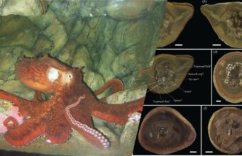 Найдавніший восьминіг з книги Гіннеса виявився не тим, ким його вважали Найдавніший-восьминіг-з-книги-Гіннеса-виявився-не-тим,-ким-його-вважали