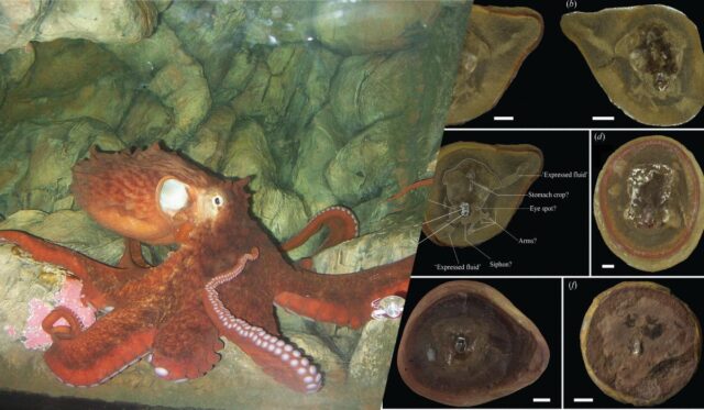 Найдавніший восьминіг з книги Гіннеса виявився не тим, ким його вважали Найдавніший-восьминіг-з-книги-Гіннеса-виявився-не-тим,-ким-його-вважали