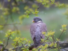 Завтра українців чекають дощі, але є приємний момент, – Діденко Завтра-українців-чекають-дощі,-але-є-приємний-момент,-–-Діденко