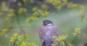 Завтра українців чекають дощі, але є приємний момент, – Діденко Завтра-українців-чекають-дощі,-але-є-приємний-момент,-–-Діденко