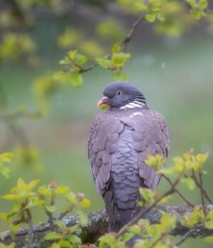 Завтра-українців-чекають-дощі,-але-є-приємний-момент,-–-Діденко