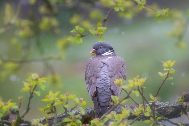 Завтра українців чекають дощі, але є приємний момент, – Діденко Завтра-українців-чекають-дощі,-але-є-приємний-момент,-–-Діденко