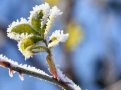 У Львові зафіксовано історичний температурний рекорд У Львові зафіксовано історичний температурний рекорд