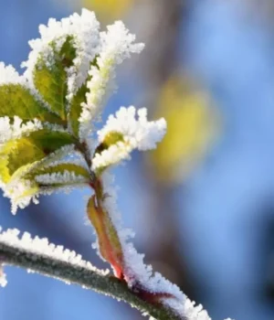 У Львові зафіксовано історичний температурний рекорд