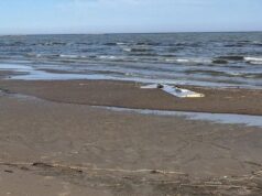 В Естонії море викинуло на берег уламок дрона: що відомо В-Естонії-море-викинуло-на-берег-уламок-дрона:-що-відомо