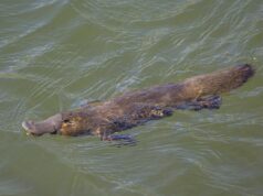 У світі є ссавець, який висиджує яйця, пітніє молоком і полює із заплющеними очима У-світі-є-ссавець,-який-висиджує-яйця,-пітніє-молоком-і-полює-із-заплющеними-очима