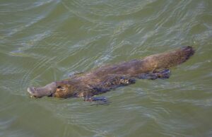 У світі є ссавець, який висиджує яйця, пітніє молоком і полює із заплющеними очима У-світі-є-ссавець,-який-висиджує-яйця,-пітніє-молоком-і-полює-із-заплющеними-очима