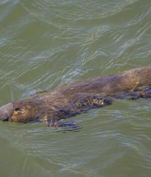 У-світі-є-ссавець,-який-висиджує-яйця,-пітніє-молоком-і-полює-із-заплющеними-очима У-світі-є-ссавець,-який-висиджує-яйця,-пітніє-молоком-і-полює-із-заплющеними-очима