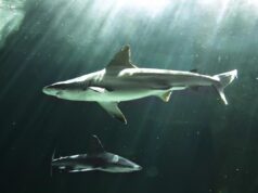 Вчені виявили яйце акули віком 310 мільйонів років у напрочуд хорошому стані Вчені-виявили-яйце-акули-віком-310-мільйонів-років-у-напрочуд-хорошому-стані