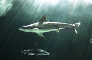 Вчені виявили яйце акули віком 310 мільйонів років у напрочуд хорошому стані Вчені-виявили-яйце-акули-віком-310-мільйонів-років-у-напрочуд-хорошому-стані