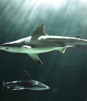 Вчені-виявили-яйце-акули-віком-310-мільйонів-років-у-напрочуд-хорошому-стані