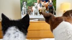 Телебачення для собак: новий тренд у світі домашніх улюбленців Телебачення-для-собак-набирає-обертів-–-але-чи-дійсно-вони-його-дивляться