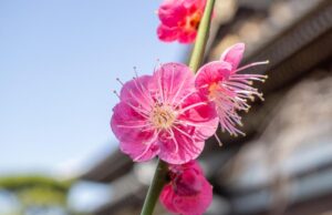 13 квітня погода в Україні нарешті почне покращуватися 13-квітня-погода-в-Україні-нарешті-почне-покращуватися