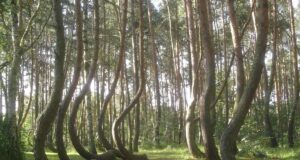 У польському лісі 400 дерев вигнуті в один бік, і ніхто не може цього пояснити У-польському-лісі-400-дерев-вигнуті-в-один-бік,-і-ніхто-не-може-цього-пояснити