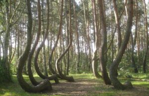 У польському лісі 400 дерев вигнуті в один бік, і ніхто не може цього пояснити У-польському-лісі-400-дерев-вигнуті-в-один-бік,-і-ніхто-не-може-цього-пояснити