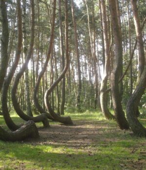 У-польському-лісі-400-дерев-вигнуті-в-один-бік,-і-ніхто-не-може-цього-пояснити