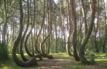 У польському лісі 400 дерев вигнуті в один бік, і ніхто не може цього пояснити У-польському-лісі-400-дерев-вигнуті-в-один-бік,-і-ніхто-не-може-цього-пояснити