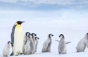 Імператорські пінгвіни та морські котики опинилися під загрозою зникнення Імператорські-пінгвіни-та-морські-котики-опинилися-під-загрозою-зникнення