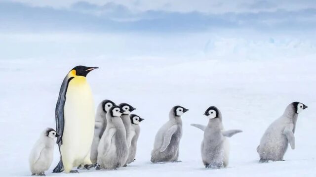 Імператорські пінгвіни та морські котики опинилися під загрозою зникнення Імператорські-пінгвіни-та-морські-котики-опинилися-під-загрозою-зникнення