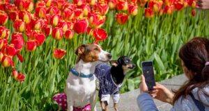 Середина весни порадує українців приємним теплом: прогноз на 15 квітня Середина-весни-порадує-українців-приємним-теплом:-прогноз-на-15-квітня