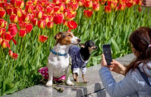 Середина весни порадує українців приємним теплом: прогноз на 15 квітня Середина-весни-порадує-українців-приємним-теплом:-прогноз-на-15-квітня