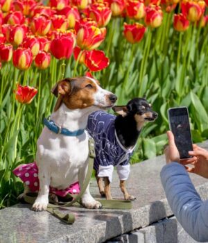 Середина-весни-порадує-українців-приємним-теплом:-прогноз-на-15-квітня Середина-весни-порадує-українців-приємним-теплом:-прогноз-на-15-квітня