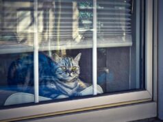 Вимити вікна шивдко та без розводів допоможе засіб з кухні: клінер розповів, як це робити Вимити-вікна-шивдко-та-без-розводів-допоможе-засіб-з-кухні:-клінер-розповів,-як-це-робити