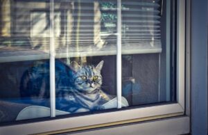 Вимити вікна шивдко та без розводів допоможе засіб з кухні: клінер розповів, як це робити Вимити-вікна-шивдко-та-без-розводів-допоможе-засіб-з-кухні:-клінер-розповів,-як-це-робити