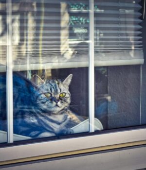 Вимити-вікна-шивдко-та-без-розводів-допоможе-засіб-з-кухні:-клінер-розповів,-як-це-робити