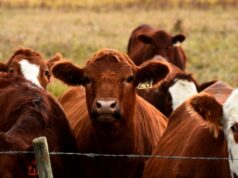 Інформаційна кампанія щодо профілактики ящуру в Волинській області Інформація-для-власників-тварин-щодо-профілактики-ящуру