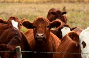 Інформаційна кампанія щодо профілактики ящуру в Волинській області Інформація-для-власників-тварин-щодо-профілактики-ящуру