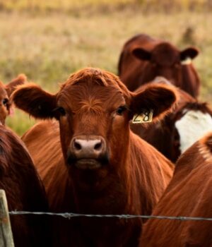 Інформація-для-власників-тварин-щодо-профілактики-ящуру