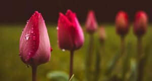 У четвер Україну розігріє до +18°, але частину країни накриють дощі У-четвер-Україну-розігріє-до-+18°,-але-частину-країни-накриють-дощі