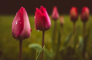 У четвер Україну розігріє до +18°, але частину країни накриють дощі У-четвер-Україну-розігріє-до-+18°,-але-частину-країни-накриють-дощі