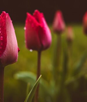У-четвер-Україну-розігріє-до-+18°,-але-частину-країни-накриють-дощі У-четвер-Україну-розігріє-до-+18°,-але-частину-країни-накриють-дощі