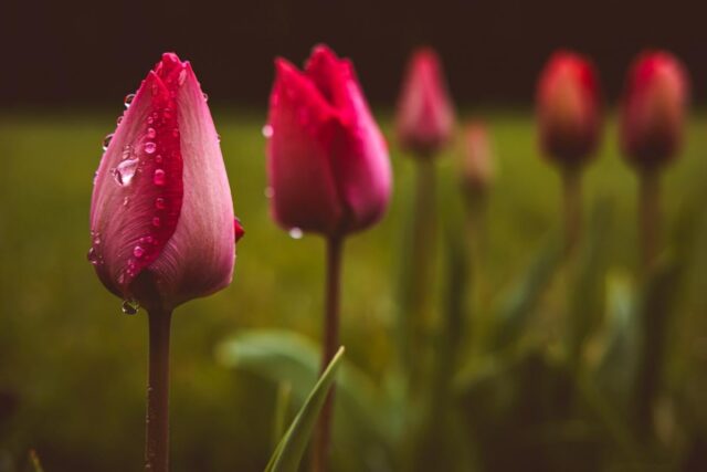 У четвер Україну розігріє до +18°, але частину країни накриють дощі У-четвер-Україну-розігріє-до-+18°,-але-частину-країни-накриють-дощі