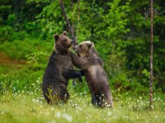 Одні з найбільших хижаків планети відмовляються від м’яса. Що відбувається Одні-з-найбільших-хижаків-планети-відмовляються-від-м’яса.-Що-відбувається