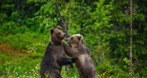 Одні з найбільших хижаків планети відмовляються від м’яса. Що відбувається Одні-з-найбільших-хижаків-планети-відмовляються-від-м’яса.-Що-відбувається