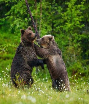 Одні-з-найбільших-хижаків-планети-відмовляються-від-м’яса.-Що-відбувається