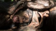 Вивчення насильства серед шимпанзе: уроки для людської природи Криваве-насильство-серед-шимпанзе.-Чи-може-воно-пояснити,-чому-люди-ведуть-війни