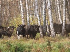 Звідки в районі Чорнобиля взялося стадо здичавілих корів: дослідники дали відповідь Звідки-в-районі-Чорнобиля-взялося-стадо-здичавілих-корів:-дослідники-дали-відповідь