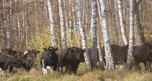 Звідки в районі Чорнобиля взялося стадо здичавілих корів: дослідники дали відповідь Звідки-в-районі-Чорнобиля-взялося-стадо-здичавілих-корів:-дослідники-дали-відповідь