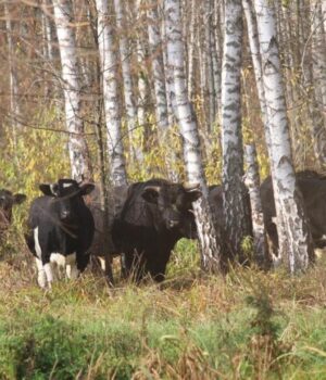 Звідки-в-районі-Чорнобиля-взялося-стадо-здичавілих-корів:-дослідники-дали-відповідь