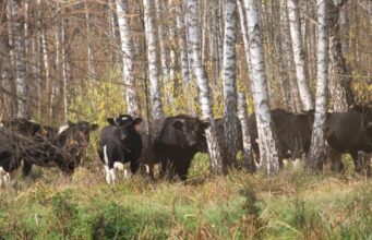 Звідки в районі Чорнобиля взялося стадо здичавілих корів: дослідники дали відповідь Звідки-в-районі-Чорнобиля-взялося-стадо-здичавілих-корів:-дослідники-дали-відповідь