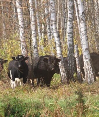 Звідки в районі Чорнобиля взялося стадо здичавілих корів: дослідники дали відповідь Звідки-в-районі-Чорнобиля-взялося-стадо-здичавілих-корів:-дослідники-дали-відповідь